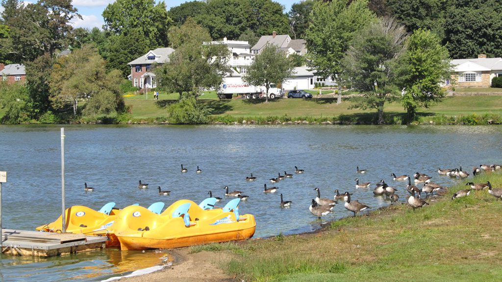WEDNESDAY, SEPT. 17 was a beautiful day for a swim for a gaggle of Canada geese spotted at the shoreline of Lake Quannapowitt. (Gail Lowe Photo)