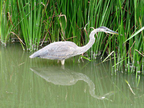 A GREAT BLUE HERON checks out some reeds near the head of Lake Quannapowitt. (Mark Sardella Photo)