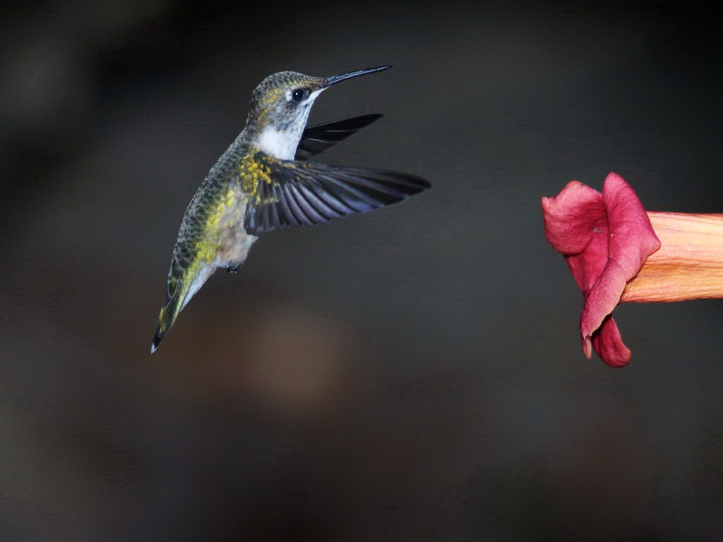JOHN O’BRIEN took this photograph in September as the last of the hummingbirds prepared for the long flight south.