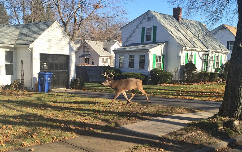 SUE MITCHELL was driving on Flint Street in Greenwood last Tuesday, Nov. 18, around 9:30 a.m. when she spotted this deer wandering around, looking lost. 