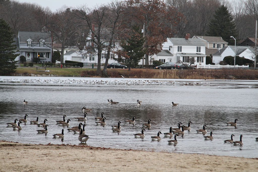 AT THE HEAD of Lake Quannapowitt recently, Canada geese stay near Colonel Connelly Beach while seagulls stake out their territory closer to Main Street. (Donna Larsson Photo)