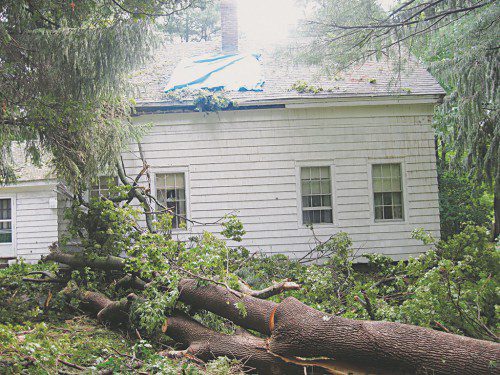 A HARDWOOD tree about 60 feet tall fell onto the roof over the dining room of a home at 107 Prospect St. during a fast-moving rainstorm that hit the area yesterday morning. More trees fell later in the day when another storm swept through the area. (Gail Lowe Photo)