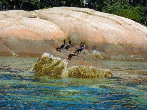 CORMORANTS AND COMMON EIDER DUCKS hang out on rocks between Rockport and Gloucester on a superb summer day. (John Sofia Photo)