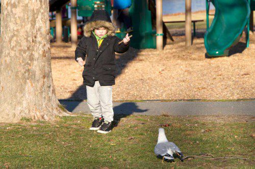 FOUR-YEAR-OLD Finn Healey was amused by this pigeon in front of Lake Quanapowitt last weekend. (Donna Larsson Photo)