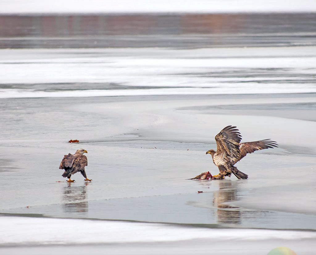 THIS PAIR of young eagles dining on Lake Quannapowitt yesterday was spotted by photographer Carin McNamara. (Photo Courtesy of C.Mac Images ©2016)