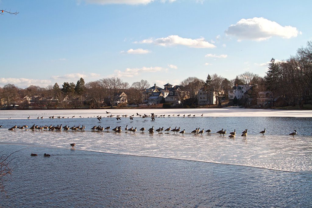 THIS SHOT OF Ell Pond recently brought this question to mind: Remember when Canada geese used to migrate? (Donna Larsson Photo)