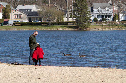 A YOUNG girl and her dad have fun together while watching the geese on the shore of Lake Quannapowitt near Hall Park. (Donna Larsson Photo)