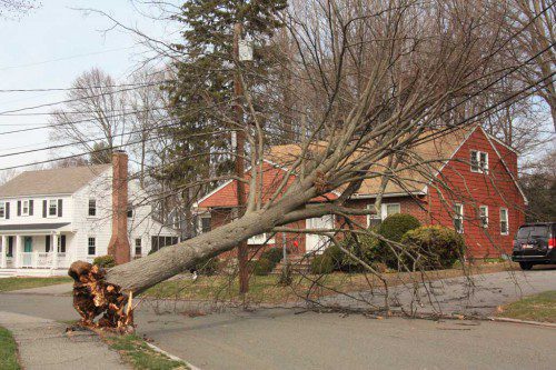 WITH WIND GUSTS AS high as 60 miles per hour in our area yesterday, trees like this one on Walden Road became susceptible to being uprooted. (Joanne Brown Photo)