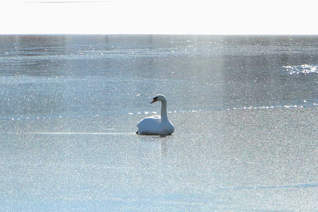 A swan hangs out on a partially frozen Ell Pond earlier this week, most likely wondering if there is still enough time to fly south. (Donna Larsson Photo)