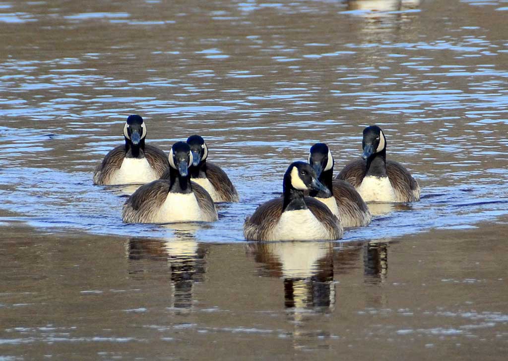 Geese spotted swimming on the river this weekend at Ipswich River Park. (John Friberg photo)