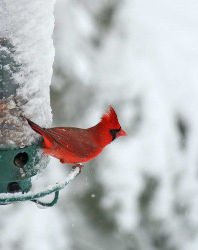 Thanks to Christine Lord for sending in this image of a cardinal in the snow. Got a North Reading photo to share? Email it to nrtranscript@rcn.com. (Christine Lord Photo)