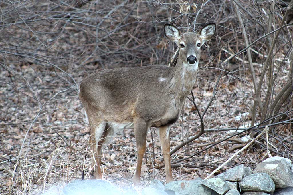 NATURE PHOTOGRAPHER Diane Hammerbeck captured this photograph of a doe in her backyard last week, a sure sign spring is here. 