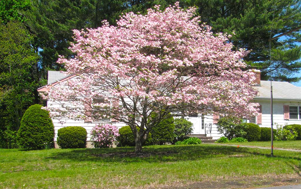 THE PINK FLOWERS of this tree match the shutters on this Lowell Street house. (Mark Sardella Photo)