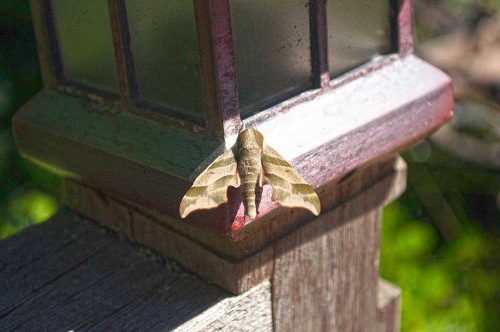 Thanks to Tomas Sanchez Jr. for sending in this image of a “camo moth,” also known as a Pandora Sphinx moth, spotted recently on his deck. Sanchez reports that without his own military background, he probably wouldn’t have noticed the moth at all.