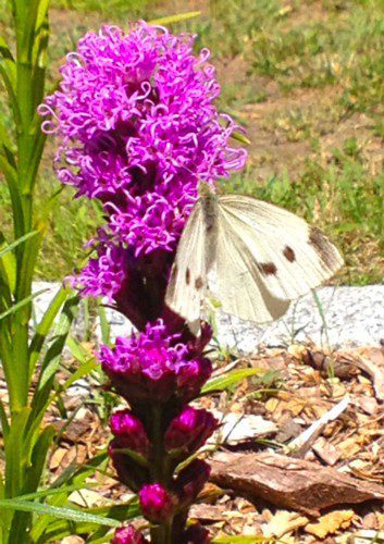 Thanks to Christine Woodroffe for sending in this image of a butterfly spotted on a blooming liatris plant recently at Ipswich River Park. Got a photo you’d like to share with the community? Email it to nrtranscript@rcn.com.